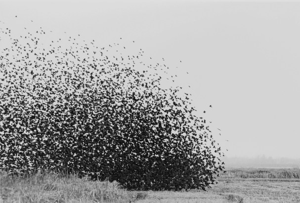 Insect swarm picture from wired.com, Lukas Felzmann